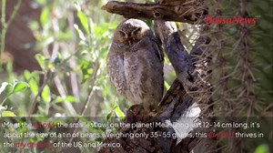 This is the world’s smallest owl species
