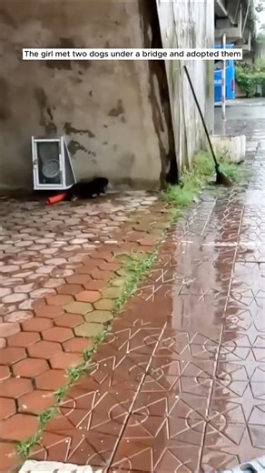 1.8K views · 44 reactions |  See the full story in Part 2: https://shelterus.themtraicay.com/6162/20/ | Hearts & Paws Rescue | Facebook