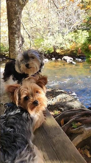 Yorkies on Bench with Autumn Leaves & River! 🍂🐶 #Yorkies