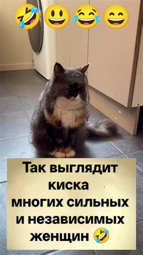 #кошка #😸 #смешноевидео #смехдослез #умора | funny animal video