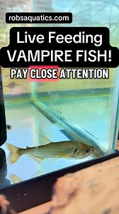 2.4K views · 852 reactions | Feeding my Vampire Fish 喝 Watch this...