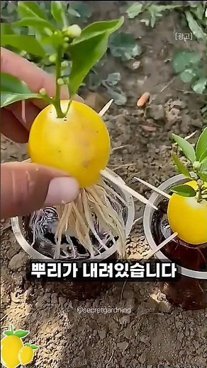 How to Grow a Lemon Tree at Home 🍋 #Gardening #Tips