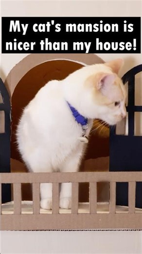 Giant Cardboard Cat Mansion Tour! (INSANE) #cats #shorts #catvideos