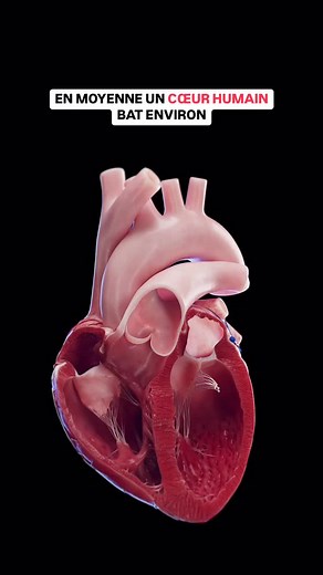 En moyenne, un cœur humain bat environ 🫀 : 👉🏻 Par minute : 60 à 100 battements (en moyenne 80 battements/minute au repos). 👉🏻 Par jour : Environ 115 000 battements. 👉🏻 Par semaine : Environ 800 000 battements. 👉🏻 Par mois : Environ 3,5 millions de battements. 👉🏻 Durant une vie : Pour une espérance de vie moyenne de 80 ans, le cœur bat environ 3 milliards de fois ! C’est assez fou de penser qu’il fonctionne sans s’arrêter une seule seconde ! 😱 🎥 sciepro #medecine #sante #medical #pas