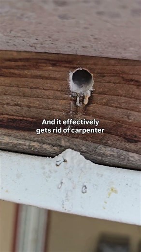 How Carpenter Bees Drill Into Wood Surfaces