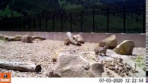 Have you seen this yet? The Utah Division of Wildlife Resources posted this video of the wildlife bridge that was built over I-80 in Parleys Canyon two years ago. The video captures the bridge being used by bears, moose, squirrels, deer, foxes, bobcats and porcupines. It looks like the bridge is ... *wildly* successful. | KSL 5 TV