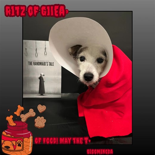 🎃 Costume Cuties Galore! From spooky to silly to downright stylish, these costumes are everything! We’re blown away by the creativity, charm, and sheer adorableness of every single submission. You made judging very tricky (in the best way)—we truly loved them all! Winners will be revealed later today… but in the meantime, enjoy this parade of paws and pumpkins! 🐾🧡 Happy Halloween to our fang-tastic community! #costumecontest #toocutetohandle #VIPets #spookyseason #petparade #FangtasticFriends