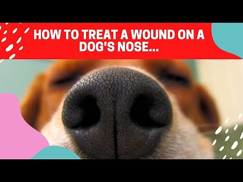 🐶 How To Treat a Wound On a Dog's Nose