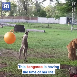 760K views · 172 reactions | This kangaroo would make a great kickboxer 輦 壘 Via Jukin Media | Daily Mail US | Facebook