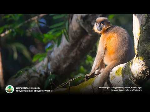 Capped Langur Trachypithecus pileatus - Asia