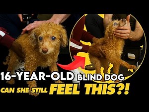 🐶 16-Year-Old Blind Dog Gets a Gentle Chiropractic Adjustment! 💕 | Senior Dog Care & Healing
