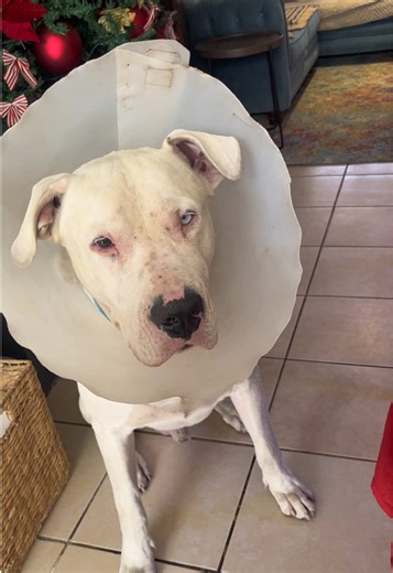 Napoleón el lámparas 🤍 #paratii #tiktok #influencer #viralditiktok #mandacagadas3000