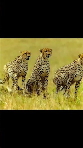 Cheetah vs Wildebeest: Speed, Survival, and the Wild Chase