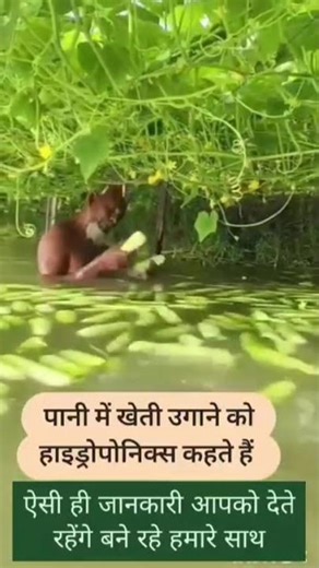 Hydroponics: पानी में खेती करने का तरीका।