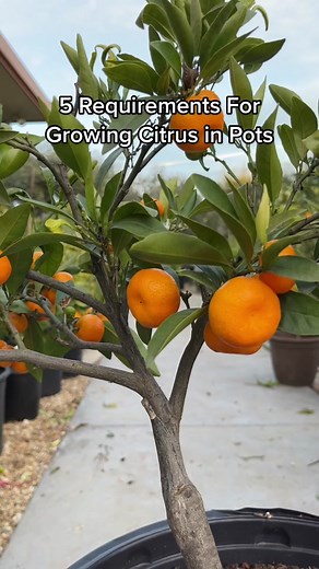 Essential Tips for Growing Citrus in Pots