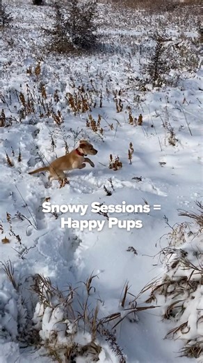 Training in a Minnesota winter? It's snow problem.❄️ At Invisible Fence® Brand, we install and train year-round, no matter where you're located. Our certified trainers use trusted methods to help your pups learn their boundaries - rain, shine, or blizzard. Because fun and freedom don't take a season off! | Invisible Fence Brand