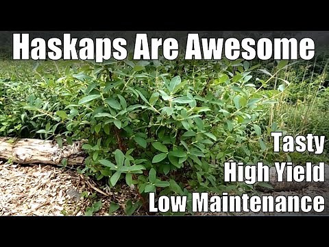 Haskaps: The Perfect Low-Maintenance Berry