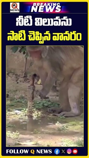 నీటి విలువను సాటి చెప్పిన వానరం | #Monkey #SavingWater #ShortsTelugu #trendingshorts #viralnews