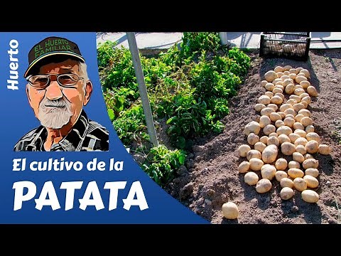 Potato cultivation