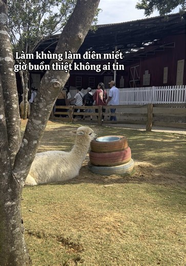 Giải lao chút xíu rồi khùng điên tiếp #giaitri #lacda