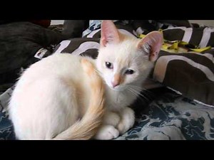 Flame Point Siamese Kitten