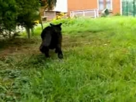 Clôture pour chat antifugue