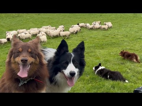 Two border collie dog herding sheep - Brilliantly working together
