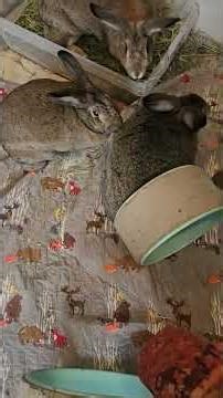 Rabbits Jump Through Hoops For Treats #rabbit #animal #bunny #pettricks #foryourpage #trending
