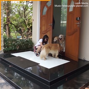 These dogs are so well behaved! 😍 🐕 | Daily Mail Animals