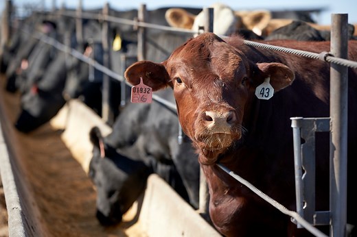 What is ‘mad cow disease’ and how does it spread?