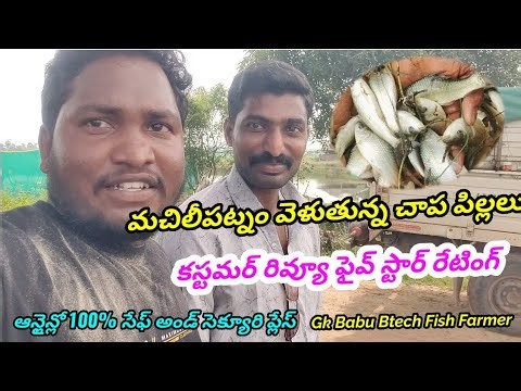 Fish Farming Tips GK Babu Btech Fish Farmer | Fish Farming guide