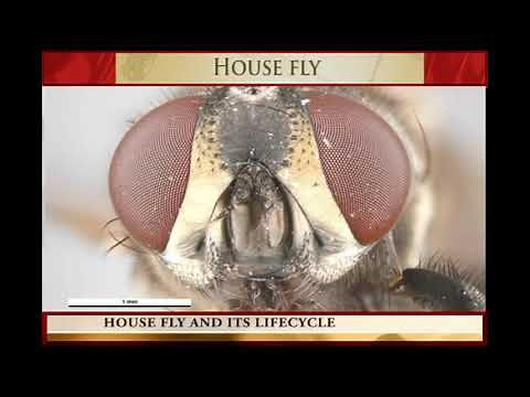 HOUSE FLY and its LIFE CYCLE