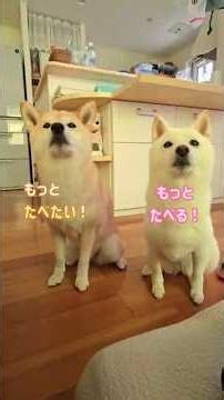 Food Diary of Gluttonous Shiba Inus: "Melon" Edition #SafeFoodsForDogs #ShibaInu #shibainu #LifeW...