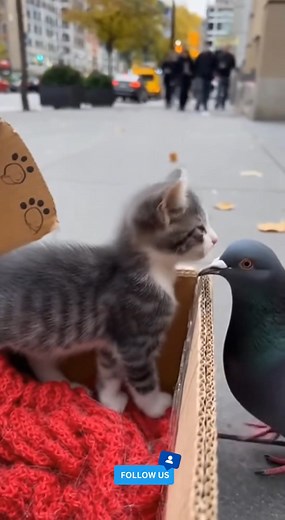 “When a kitten finds a new feathery friend 🐱🕊️❤️ The cutest friendship ever!” . . #cute #kitten #pigeon #pets #animals #friendship #cuteness #viral #reels #shorts #love #catlover #birdlovers | kitten Tails