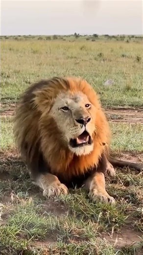 Oloimina’s Roar Feels Empty Without Oloshipa | Maasai Mara National Reserve | Travins World