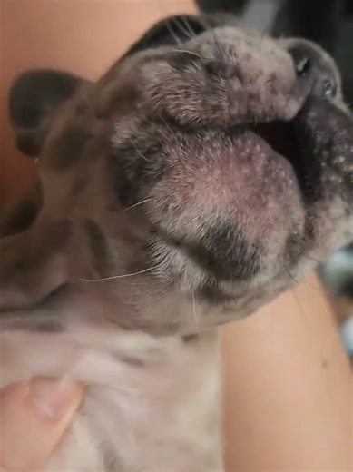 Adorable Puppy Howls You Can't Resist 🥹
