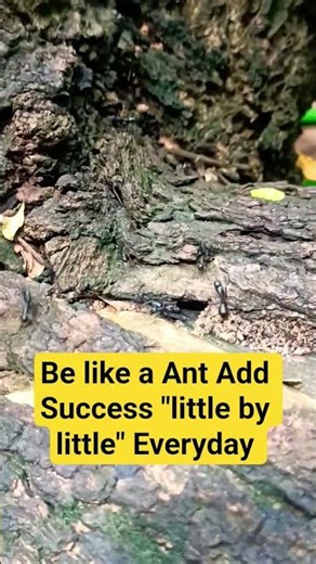 The Ant Attitude: 4 Life-Changing Lessons for SuccessThe Power of Tiny Steps: Why You Should Work.