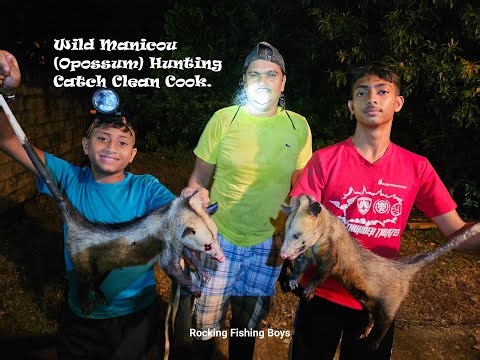Wild Manicou (Opossum) Hunting Catch Clean Cook.
