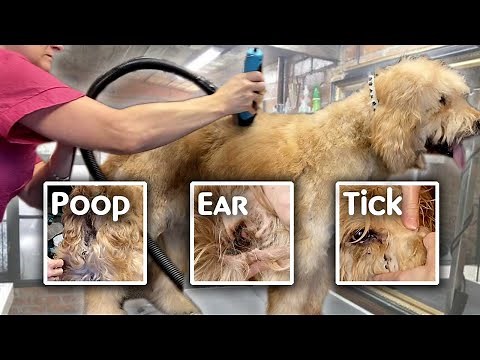 GROOMING a very DIRTY GOLDENDOODLE