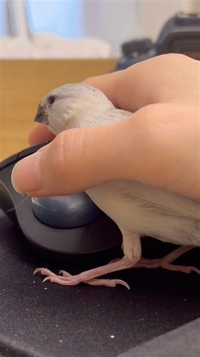 マウスの間に体を捩じ込めばﾅﾃﾞﾘﾅﾃﾞﾘされる事を閃く文鳥ねむくん #bird #文鳥 #癒し #文鳥雛