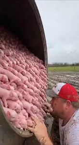 The Ultimate Piggy Pile-Up! 🐷"Buried Alive by Piglets! 🐷 America's Cutest Farm Chaos"