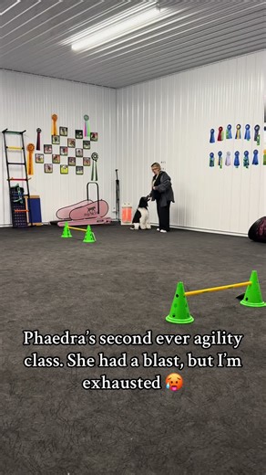Phaedra's Second Agility Class: A Fun Experience