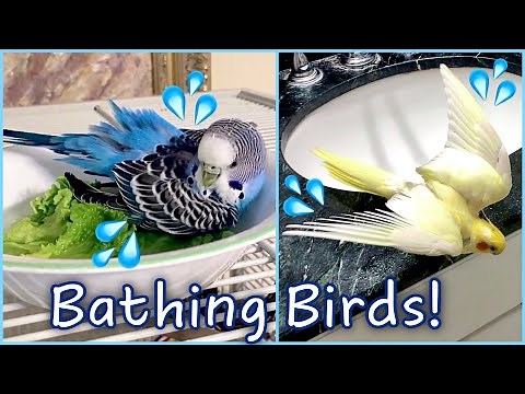 Bath Time For All My Birds!! | How to Bathe Your Bird