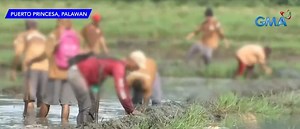 Iwahig prisoners turn over new leaf through farming