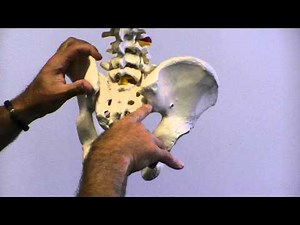 Gillet's Test on Skeleton