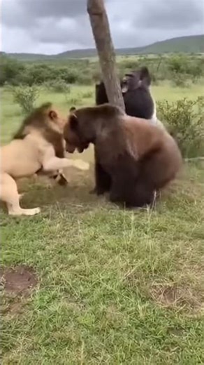 Gorilla Swings Tree Branch at Lion 😱 Bear Fight Turns Chaotic