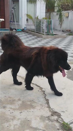 z black bhotiya male old line dogs subscribe our channel HRSILL velly DOGS