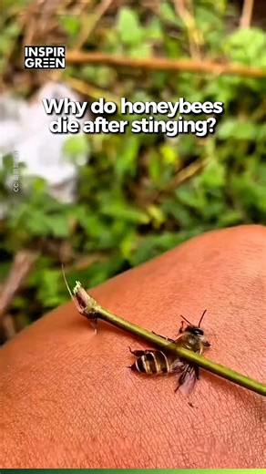 Why Honeybees Die After Stinging Mammals