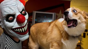 FUNNY Dogs Scared of Halloween Compilation - 1Funny.com