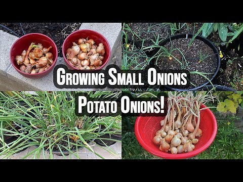 Master Growing Potato Onions: Small Onion, Big Flavor!